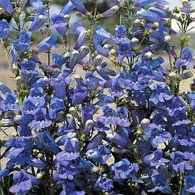 Blue Penstemon flower seeds