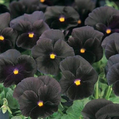 Pezzi Halloween II plant