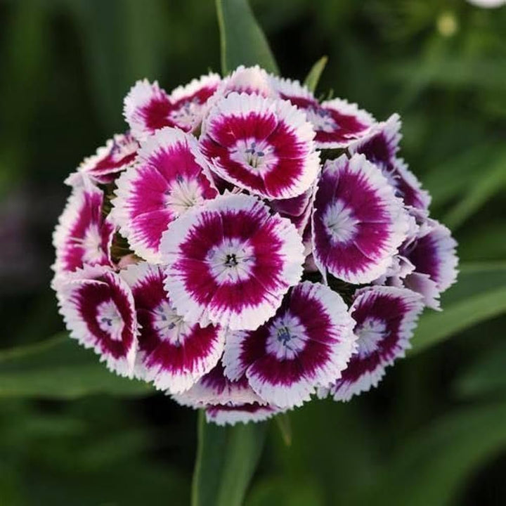 Dianthus Velvet flower seeds