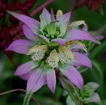 Purple Monarda flower seeds
