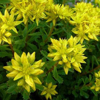 Yellow Sedum kamtschaticum Flower Seeds for Planting – Heirloom Stonecrop Seeds