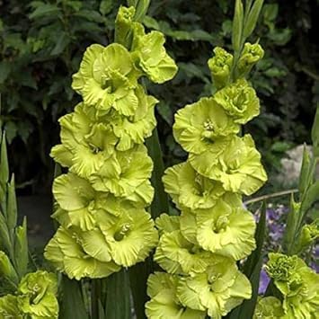 Gladiolus Light flower seeds