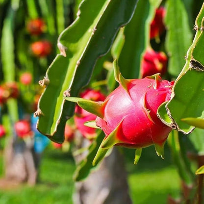 Pitaya Fruit Seeds for Planting – Heirloom Non-GMO Garden Seeds
