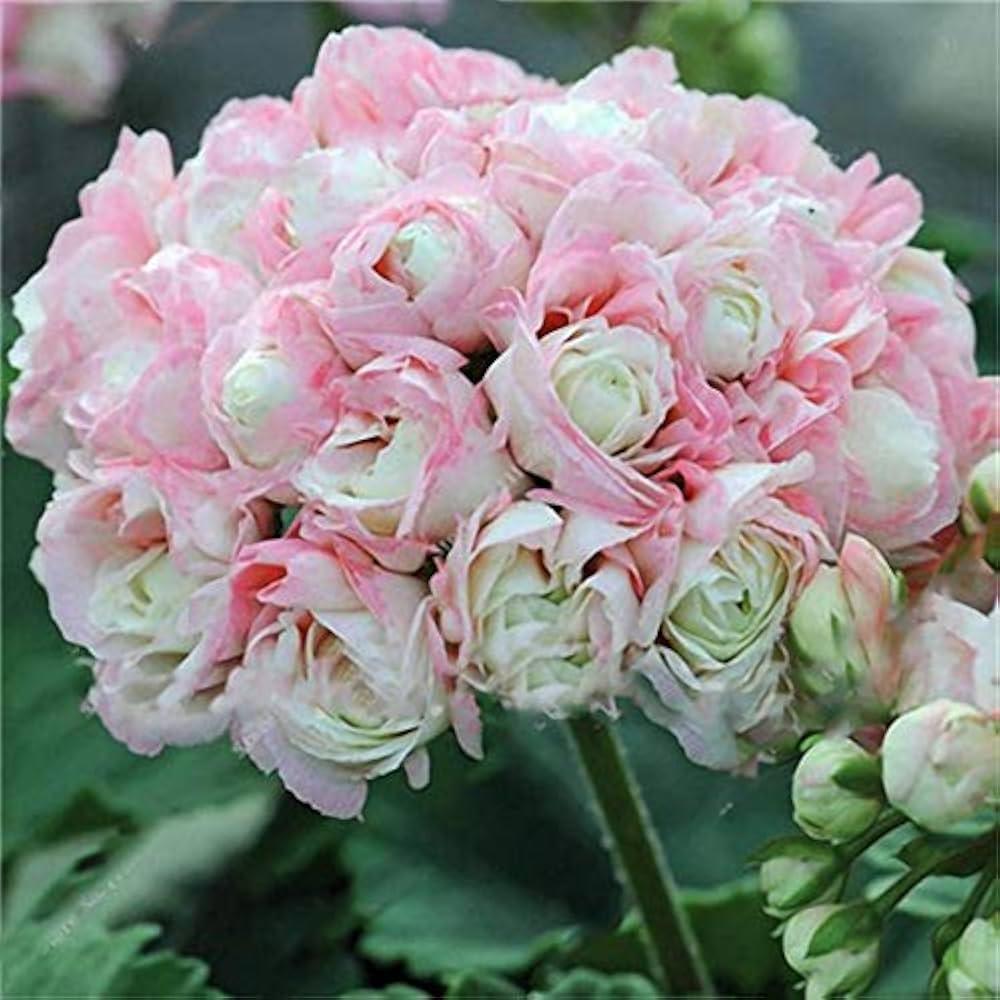 Pink Scented flower seeds