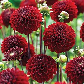 Dark Red flower seeds