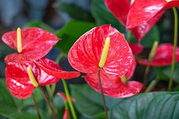 Anthurium Indoor flower seeds