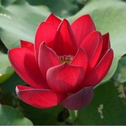 Royal Lotus plant
