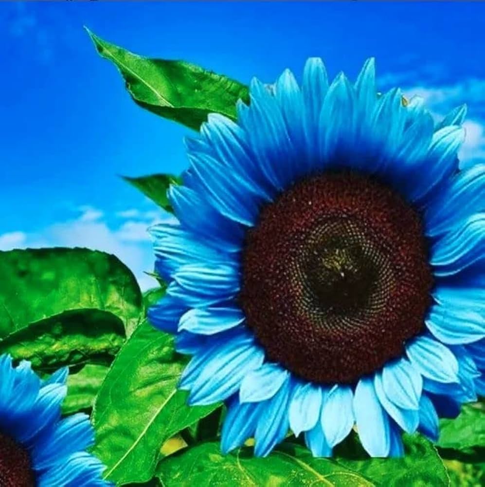 Sunflower Helianthus flower seeds