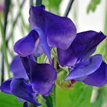 Blue Sweet flower seeds