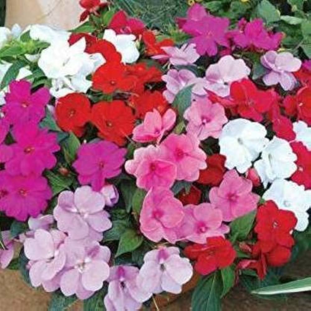Pink Lizzie flower seeds