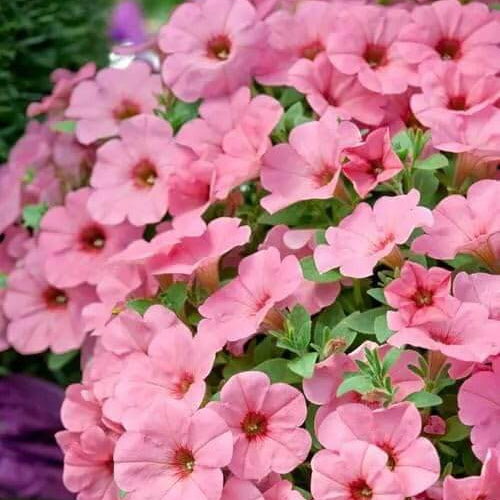 Baby Pink Petunia plant