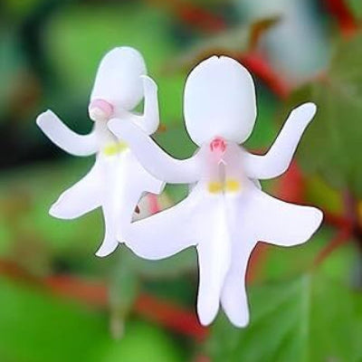 Baby Face Orchid plant