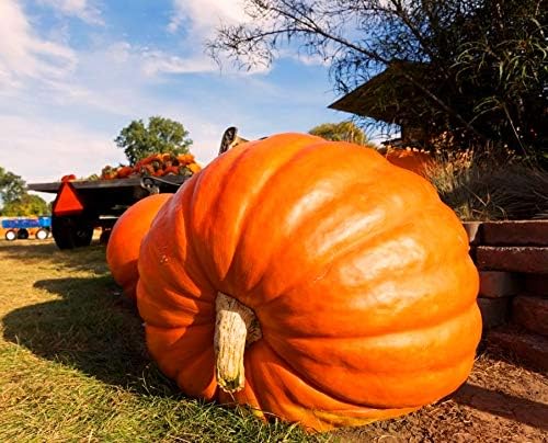 Wallace Giant Pumpkin Seeds for Planting – Heirloom Non-GMO Garden Seeds