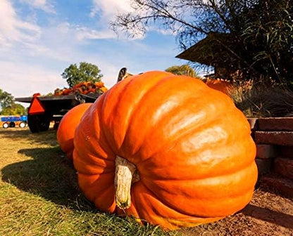 Wallace Giant Pumpkin Seeds for Planting – Heirloom Non-GMO Garden Seeds