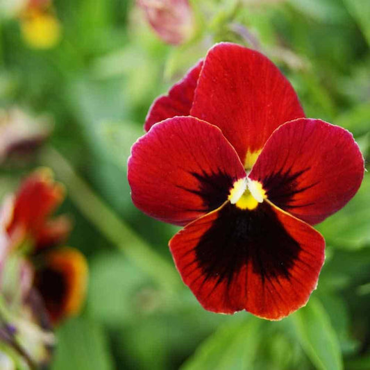 Pansy Character flower seeds