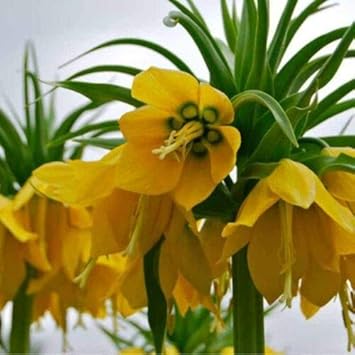 Yellow Imperial flower seeds