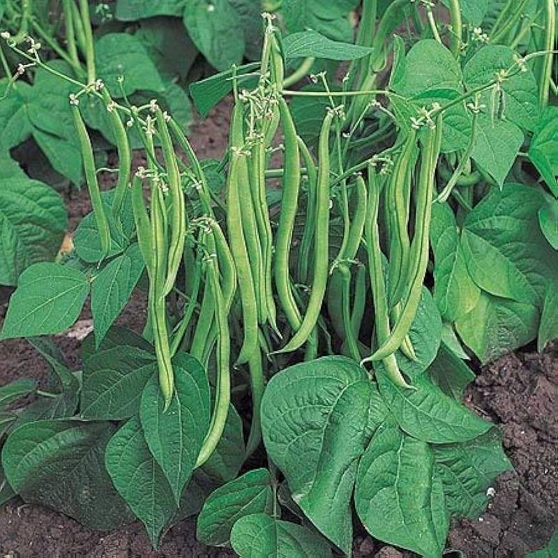 Pole Bean Seeds for Planting – Heirloom Climbing Bean Seeds