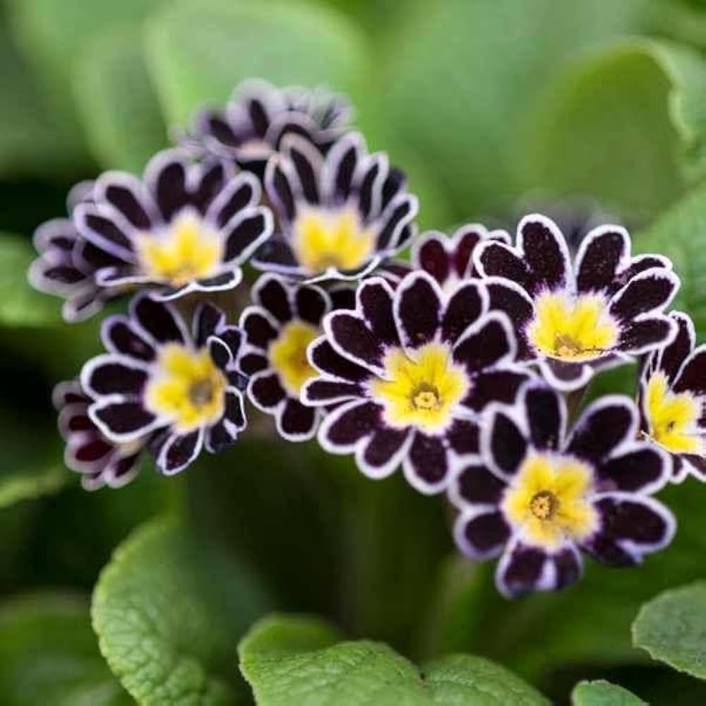 Black Yellow flower seeds