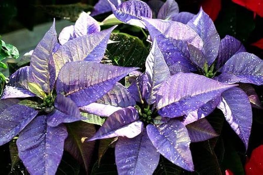 Violet Poinsettia flower seeds