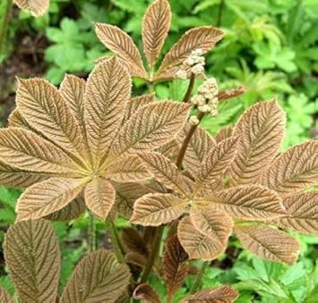 Brown Rodgersia flower seeds
