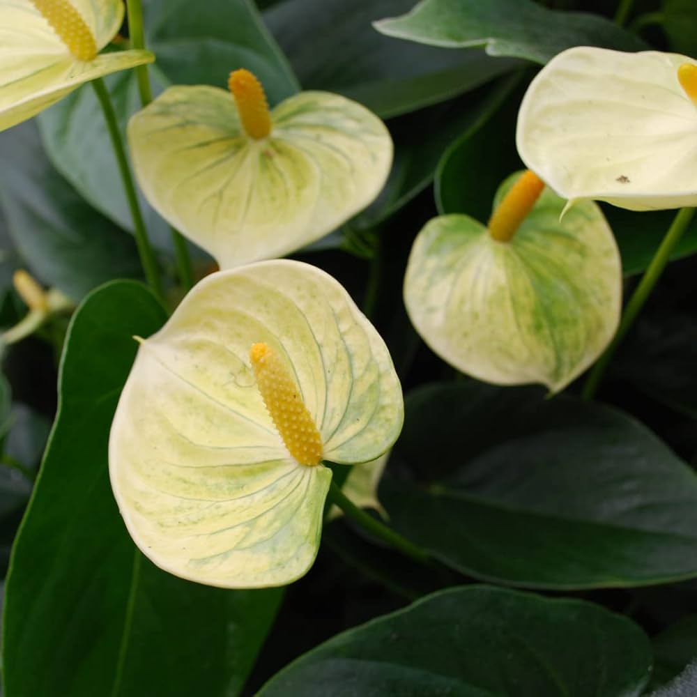 Yellow Anthurium flower seeds