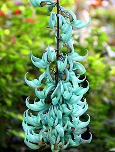 Light Green flower seeds