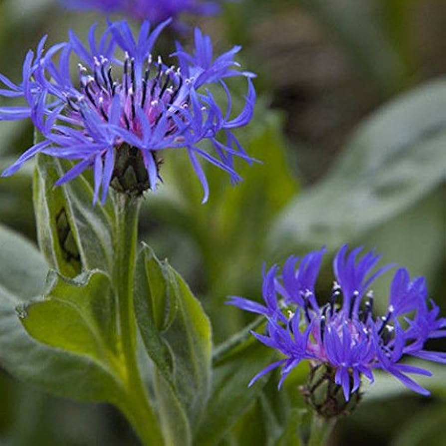 Blue Centaurea flower seeds