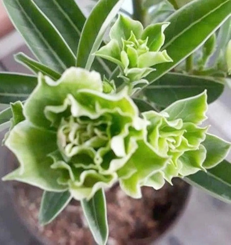 Light Green flower seeds