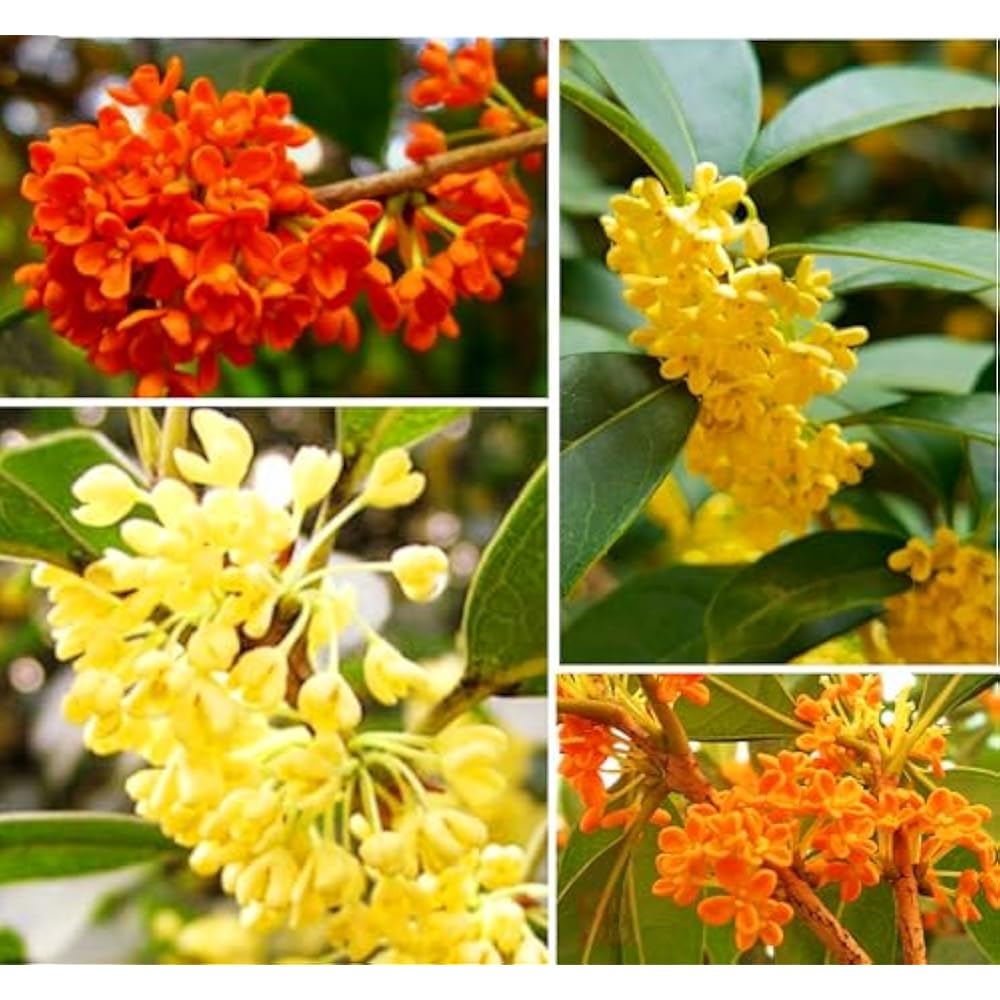 Osmanthus flower seeds