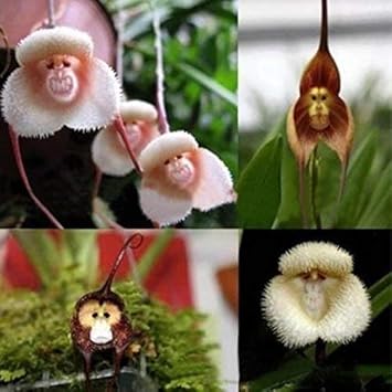 Monkey Orchid flower seeds
