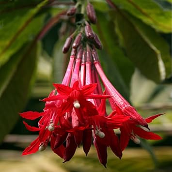 Bolivian Fuchsia flower seeds