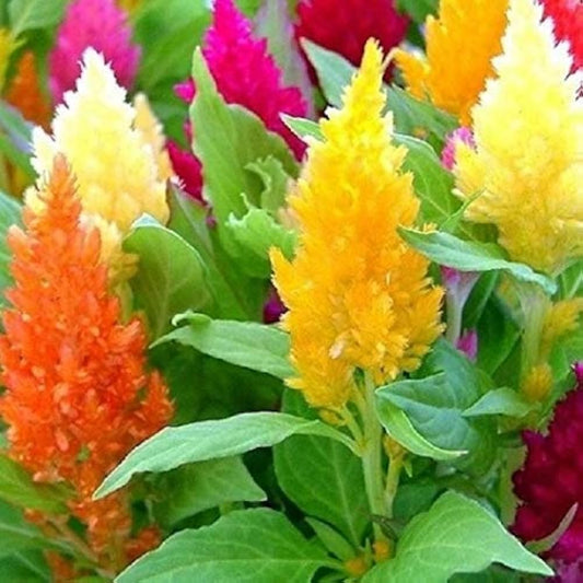 Orange Celosia flower seeds