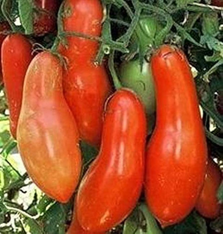 Linguisa Tomato Seeds