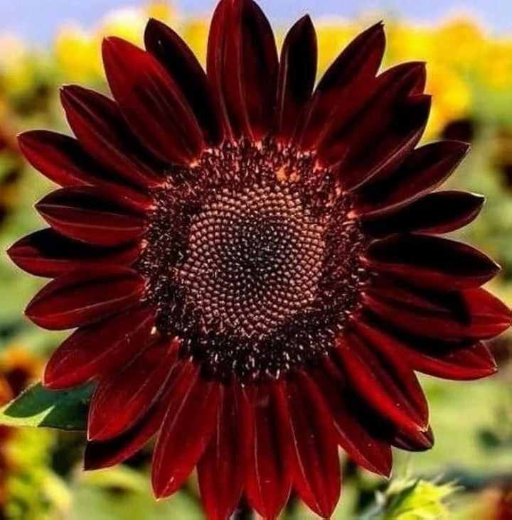 Red Coneflower flower seeds