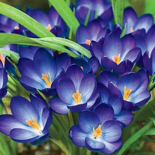 Blue Crocus flower seeds