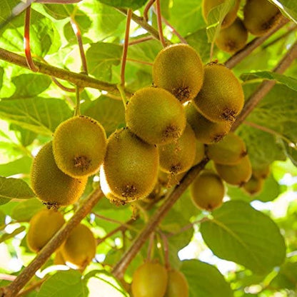 Kiwi Vine Seeds for Planting – Actinidia Deliciosa, Non-GMO Fruit Garden Seeds