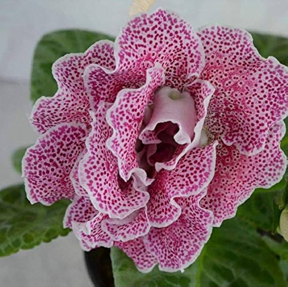 Gloxinia Sinningia flower seeds