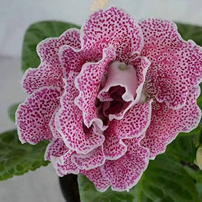 Gloxinia Sinningia flower seeds