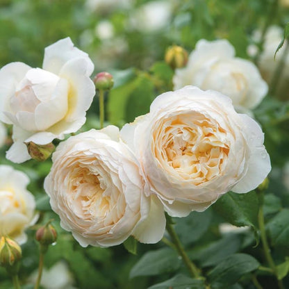 Cream Rose flower seeds