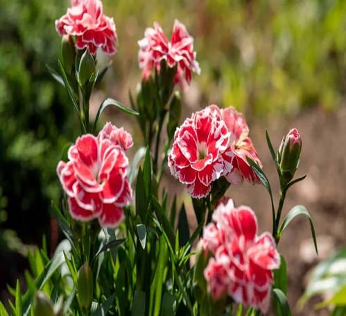 Red Carnations Flower - Heirloom, Non - Gmo Seeds