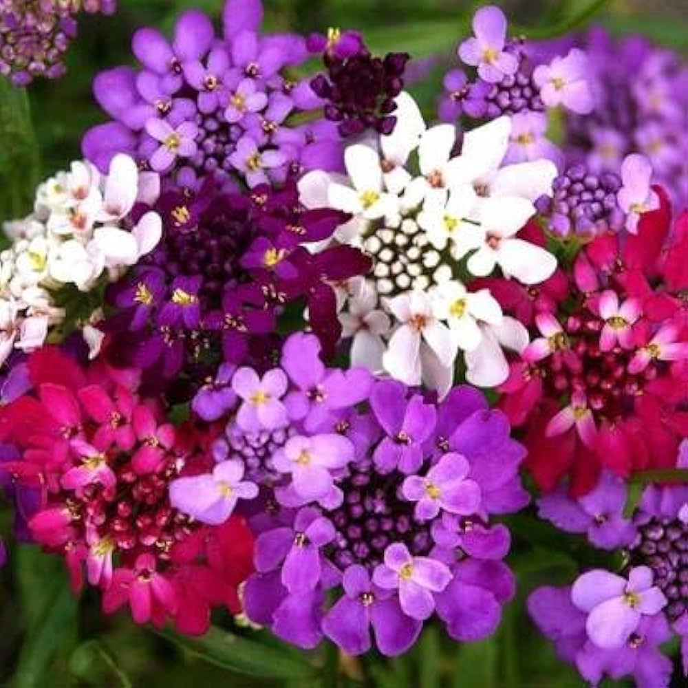 Candytuft flower seeds
