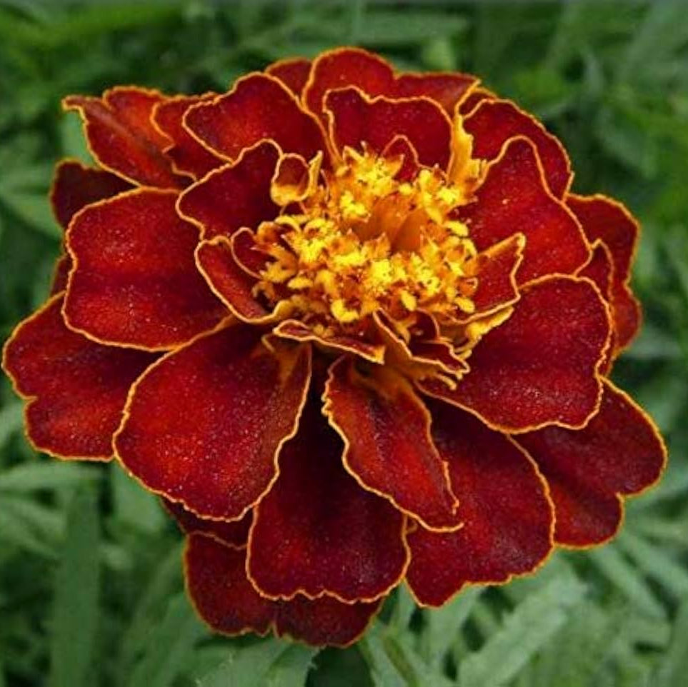 & Yellow Marigold plant