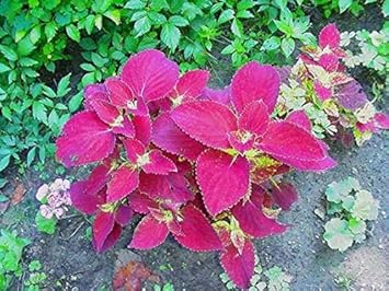 Velvet Coleus flower seeds