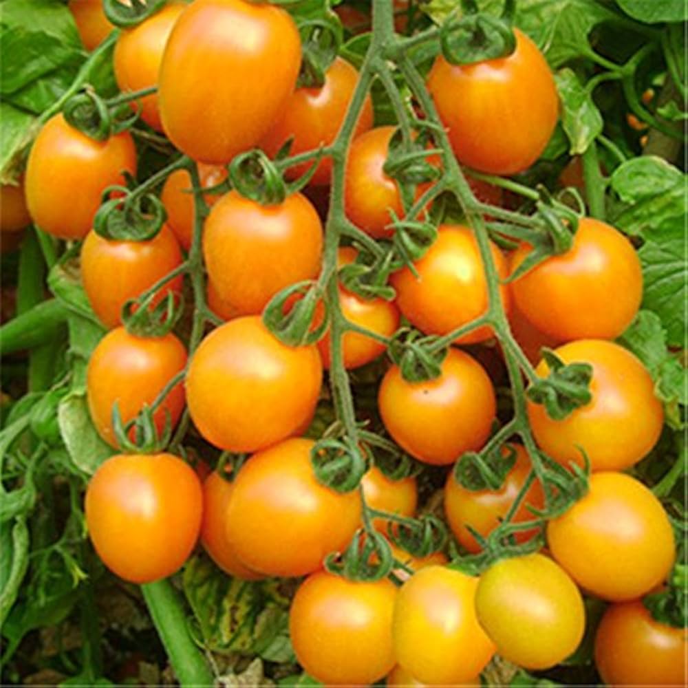 Heirloom Tomato Seeds