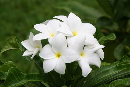White Creeping Flower Seeds for Planting – Heirloom Non-GMO Garden Seeds