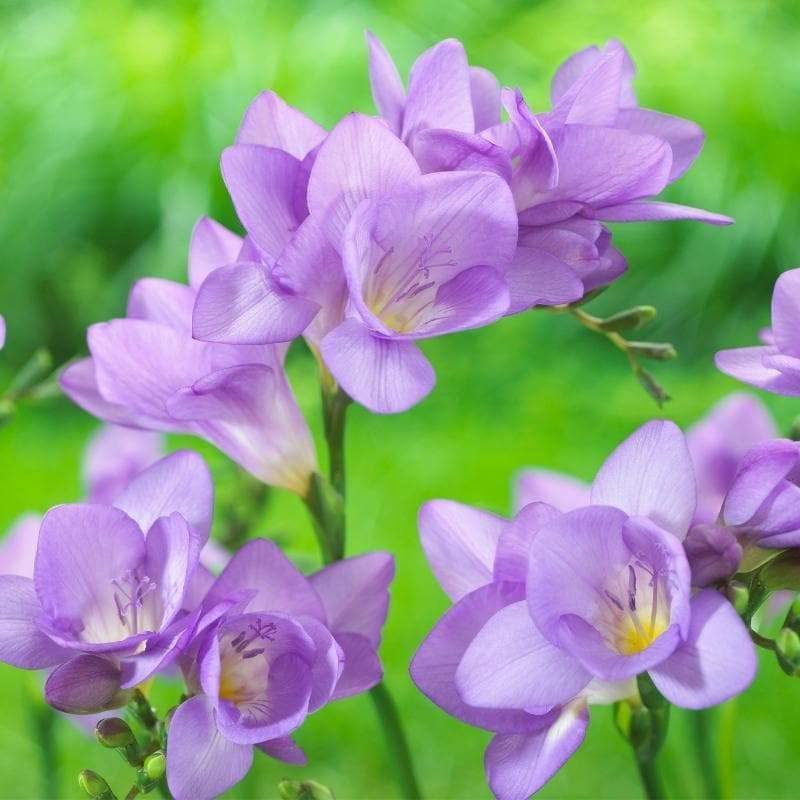 Violet Freesia flower seeds