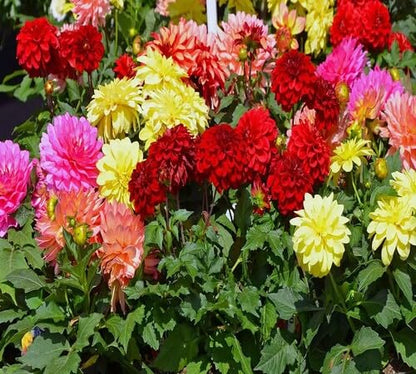 Mixed Chrysanthemum Flower - Heirloom, Non - Gmo Seeds