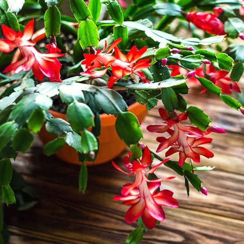 Peach Zygocactus flower seeds