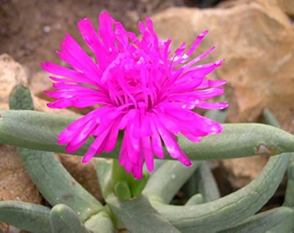 Pink Namaquanthus flower seeds