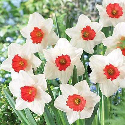 Burgundy White flower seeds